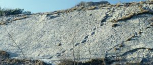 Lavini di Marco fossils Rovereto Trento Italy