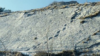 Fossili dei Lavini di Marco