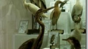 Ornithological Civic Museum