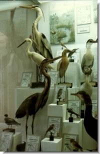 Museo Civico Ornitologico