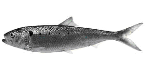 pesci-di-lago-del-garda