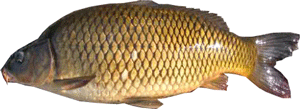 pesci-di-lago-del-garda-garda-lake-fish