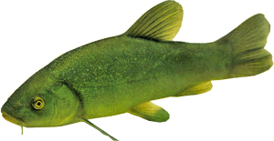 pesci-di-lago-del-garda-garda-lake-fish