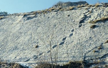 Fossili dei Lavini di Marco Rovereto