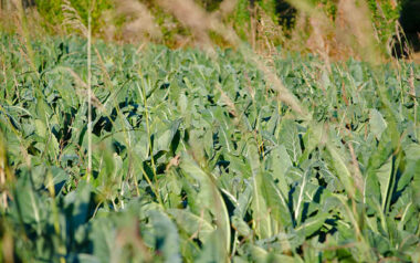 broccoletto-di-custoza