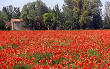 Castel goffredo – papaveri