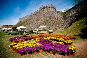 fiori-nella-rocca-lonato