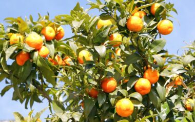 limone-Orangen-fuer-Luis