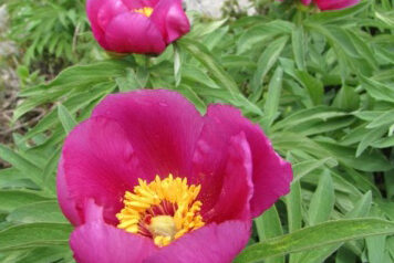 Orto botanico del Monte Baldo di Novezzina