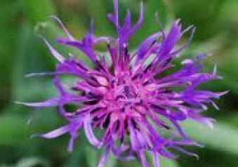 Orto botanico del Monte Baldo di Novezzina