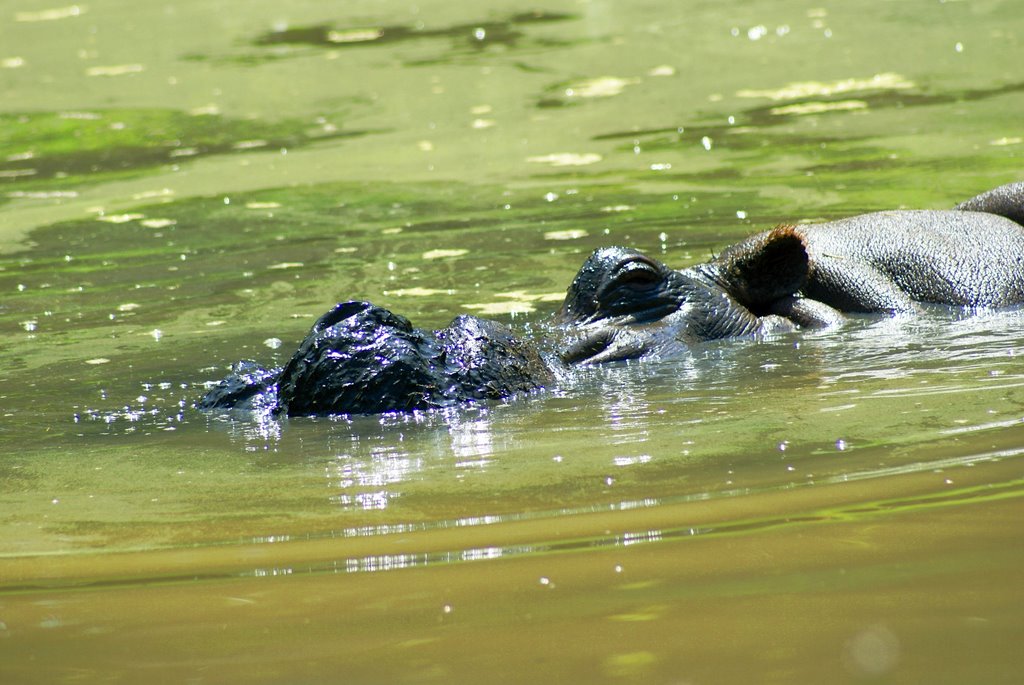 orari parco zoo safari pastrengo