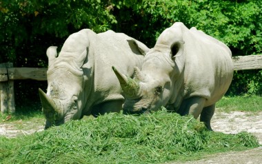 Parco Natura Viva Zoo Safari Pastrengo