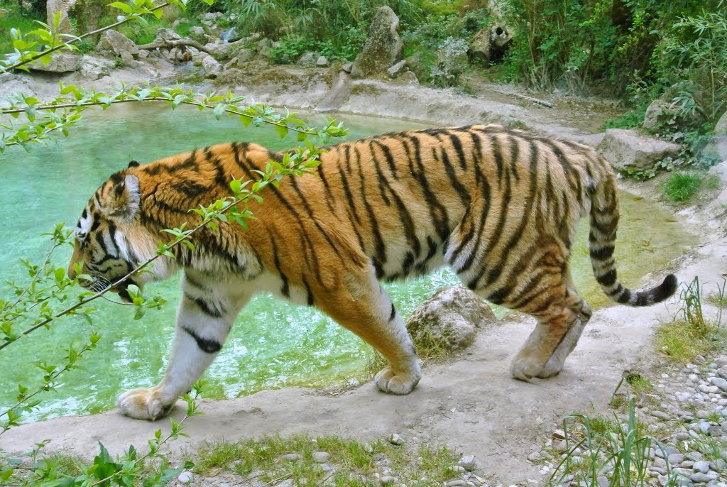 zoo safari garda orari