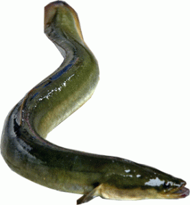 pesci-di-lago-del-garda-garda-lake-fish