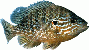 pesci-di-lago-del-garda-garda-lake-fish