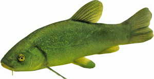 pesci-di-lago-del-garda-garda-lake-fish