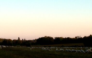 solferino-Pecore al pascolo fra i dolci pendii