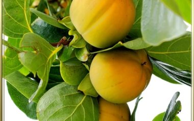 tremosine-Erntezeit-am-Lago-di-Garda